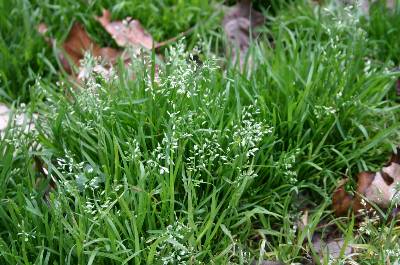 Annbluegrass